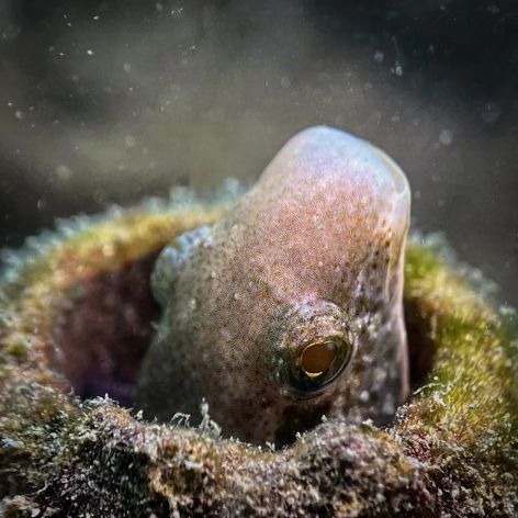 Divevolk Macro Lens +18 mit M67 Gewinde